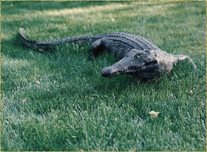 Crocodile
